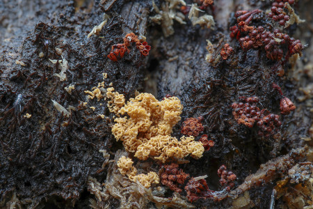 Myxomycete 